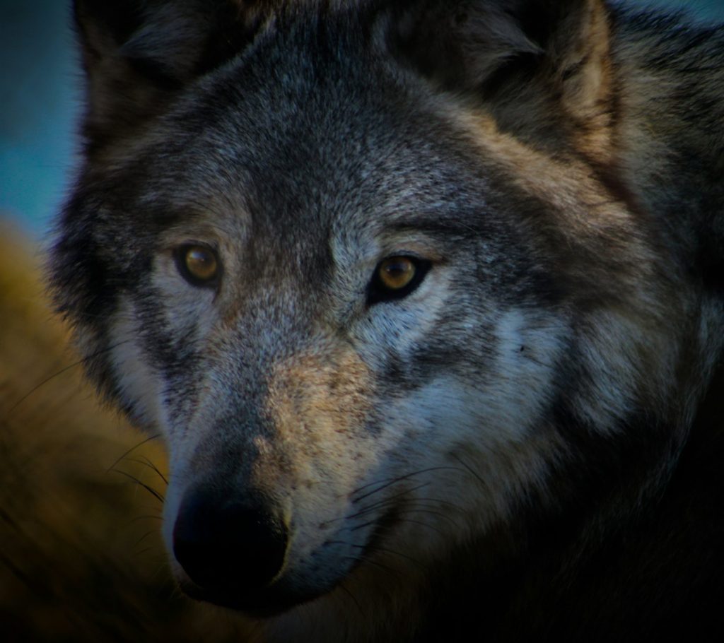 Gallery - UK Wherewolf