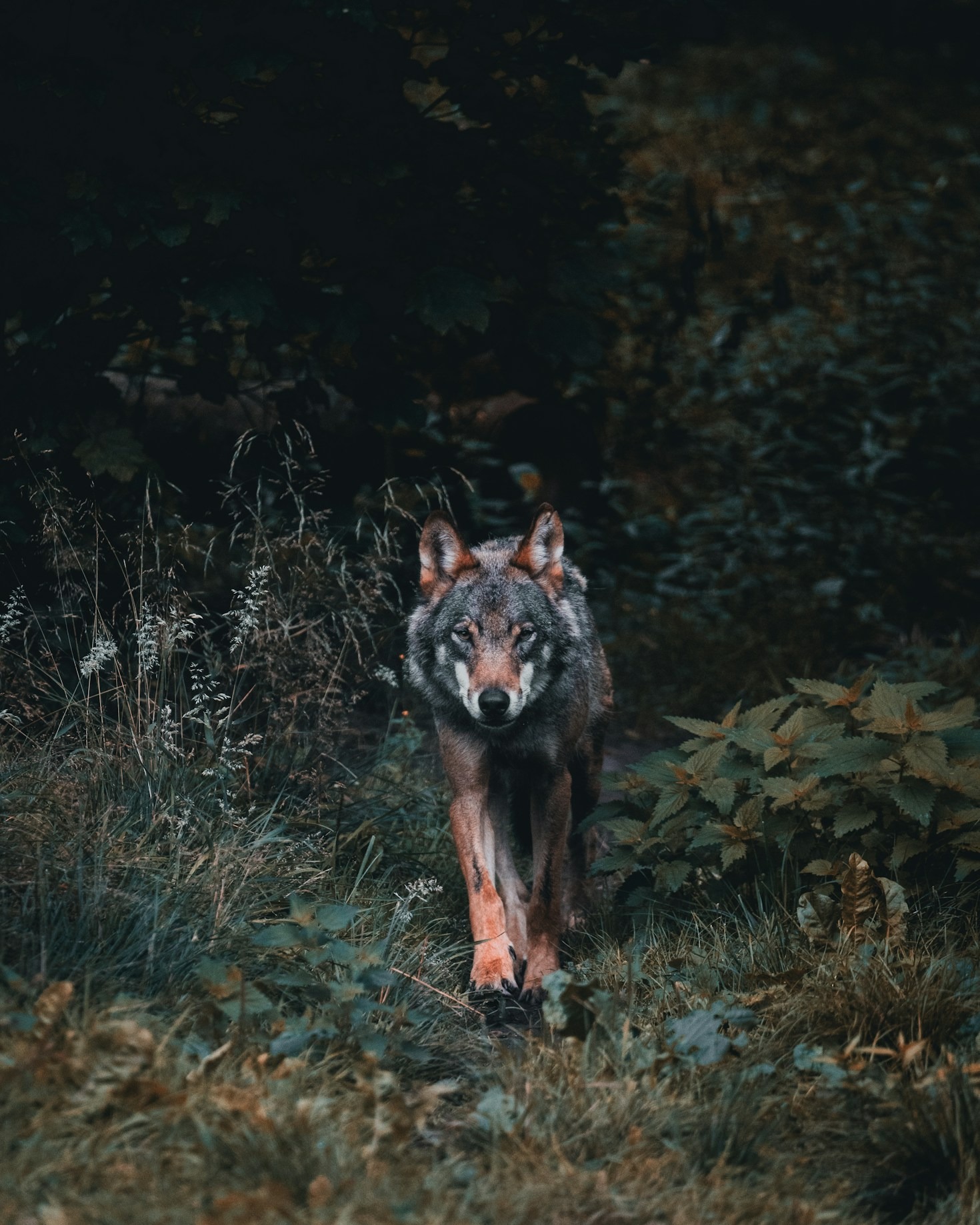 Building a Strong Werewolf Community